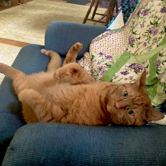 Meet your Posher, Allison - Picture 5 of 5